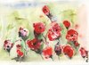 Abstract Poppies