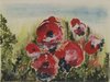 Coquelicots